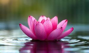 Agua cayendo sobre piedras con una flor de loto, efecto de onda sutil